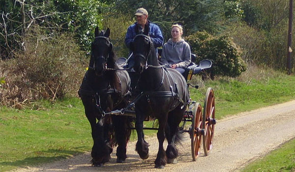 Schooling a pair of young Friesians